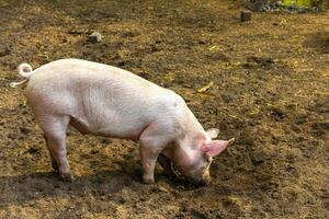 national les cochons dans le enceinte zoo Keukenhof parc lisse Pays-Bas. photo