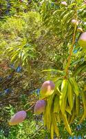 vert et Jaune mangues mûrir et pendre sur mangue arbre. photo