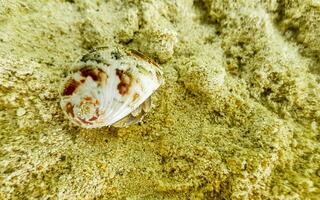 ermite Crabe Crabes rampant sur plage le sable rasdhoo île Maldives. photo