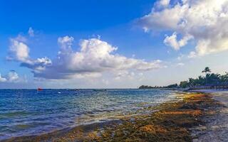 belle plage des caraïbes totalement sale sale méchant problème d'algues mexique. photo