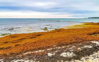 belle plage des caraïbes totalement sale sale méchant problème d'algues mexique. photo