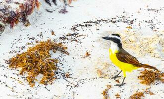 grand oiseau quiquivi jaune oiseaux mangeant sargazo sur la plage mexique. photo