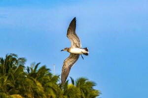 en volant mouettes des oiseaux avec bleu ciel Contexte des nuages dans Mexique. photo