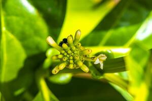 fruit de noni morinda citrifolia avec des fleurs populaires auprès des fourmis du Mexique. photo