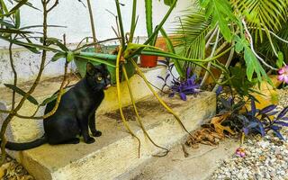 mignonne égarer chat vivant à l'extérieur dans gratuit la nature. photo