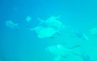 plongée en apnée sous-marin vues poisson coraux turquoise l'eau rasdhoo île Maldives. photo