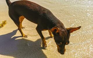 chien drôle mignon marron jouer ludique sur la plage mexique. photo