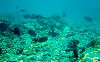 plongée en apnée sous-marin vues poisson coraux turquoise l'eau rasdhoo île Maldives. photo