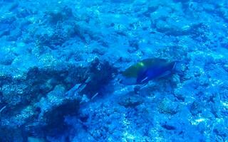 plongée en apnée sous-marin vues poisson coraux turquoise l'eau rasdhoo île Maldives. photo