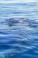 énorme requin baleine nage à la surface de l'eau cancun mexique. photo