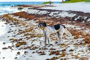 chien chiens en jouant fonctionnement en marchant le long de le plage vagues Mexique. photo