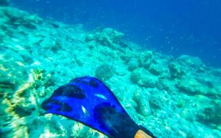 plongée en apnée sous-marin vues poisson coraux turquoise l'eau rasdhoo île Maldives. photo