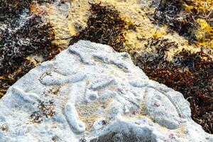 pierres roches coraux avec herbiers dans l'eau sur la plage mexique. photo