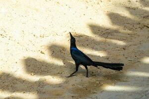 à grande queue quiscale oiseau des oiseaux en marchant sur plage le sable Mexique. photo
