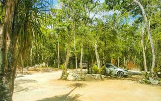 tropical jungle et la nature avec des arbres branches les plantes fleurs Mexique. photo