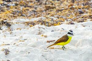 grand oiseau quiquivi jaune oiseaux mangeant sargazo sur la plage mexique. photo