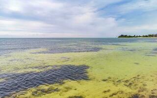 plage mexicaine tropicale eau turquoise claire playa del carmen mexique. photo