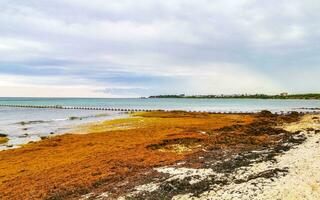 belle plage des caraïbes totalement sale sale méchant problème d'algues mexique. photo