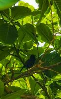 tropical Caraïbes oiseau dans le exotique la nature et plage Mexique. photo