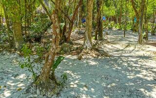 tropical jungle et la nature avec des arbres branches les plantes fleurs Mexique. photo