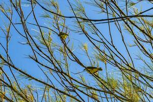 génial kiskadee séance sur branche à tropical Caraïbes jungle la nature. photo