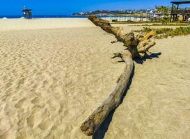 magnifique pacifique plage avec lavé en haut arbre tronc bois Mexique. photo