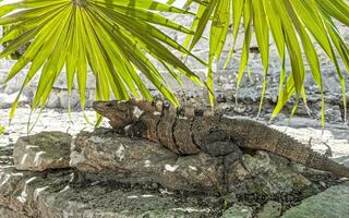 iguane sur rocher tulum ruines site maya temple pyramides mexique. photo