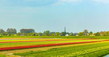 qui passe le coloré rouge Jaune vert tulipe des champs Hollande Pays-Bas. photo