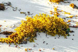 Frais Jaune mer cannabis mer herbe Sargazo sur plage sable. photo