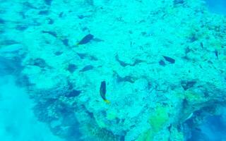 plongée en apnée sous-marin vues poisson coraux turquoise l'eau rasdhoo île Maldives. photo