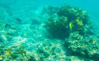 plongée en apnée sous-marin vues poisson coraux turquoise l'eau rasdhoo île Maldives. photo