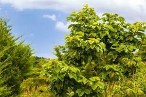 haute des arbres sapins la nature les plantes montagnes et les forêts costa rica. photo