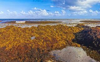 belle plage des caraïbes totalement sale sale méchant problème d'algues mexique. photo