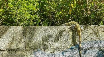 mexicain iguane mensonges sur mur dans tropical la nature Mexique. photo