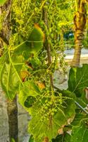 mer grain de raisin plante arbre avec feuilles les raisins et des graines Mexique. photo