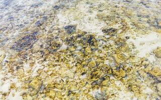 pierres roches coraux turquoise vert bleu eau sur la plage mexique. photo