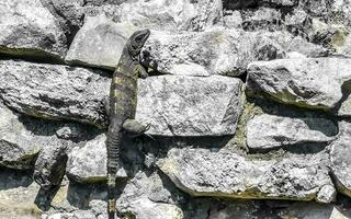 iguane sur rocher tulum ruines site maya temple pyramides mexique. photo