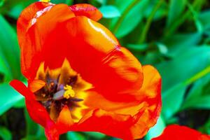 De nombreuses jonquilles tulipes colorées dans le parc de Keukenhof lisse Hollande Pays-Bas. photo