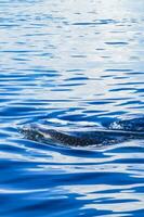 énorme requin baleine nage à la surface de l'eau cancun mexique. photo