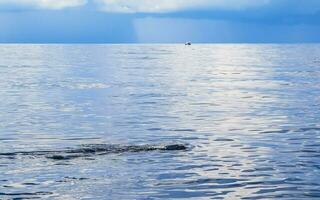 énorme requin baleine nage à la surface de l'eau cancun mexique. photo