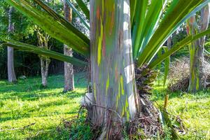 eucalyptus arbre des arbres coloré écorce montagnes et les forêts costa rica. photo