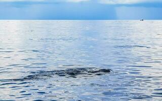 énorme requin baleine nage à la surface de l'eau cancun mexique. photo