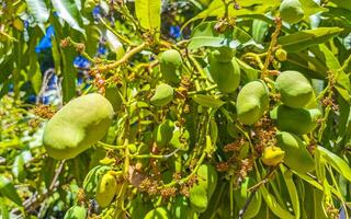 vert et Jaune mangues mûrir et pendre sur mangue arbre. photo