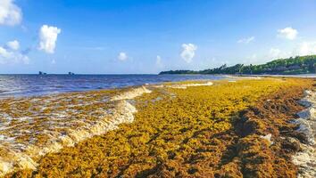 belle plage des caraïbes totalement sale sale méchant problème d'algues mexique. photo