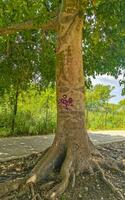 énorme magnifique kapok arbre ceiba avec des pointes au mexique. photo