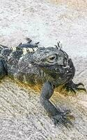 iguane sur sol sol dans puerto escondido Mexique. photo