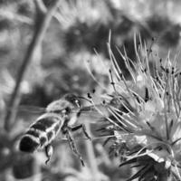 l'abeille ailée vole lentement vers la plante, recueille le nectar pour le miel sur le rucher privé de la fleur photo