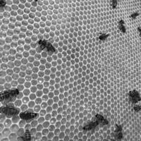 l'abeille ailée vole lentement vers le nid d'abeilles recueille le nectar pour le miel sur le rucher privé des fleurs photo