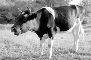 drôle de vache unique broutant sur une prairie d'été verte photo