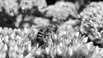 l'abeille ailée vole lentement vers la plante, recueille le nectar pour le miel sur le rucher privé de la fleur photo